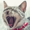 Аватар LazyCat
