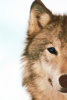 Аватар UicraorWolf